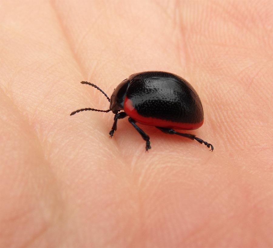Altro Chrysomelidae da ID